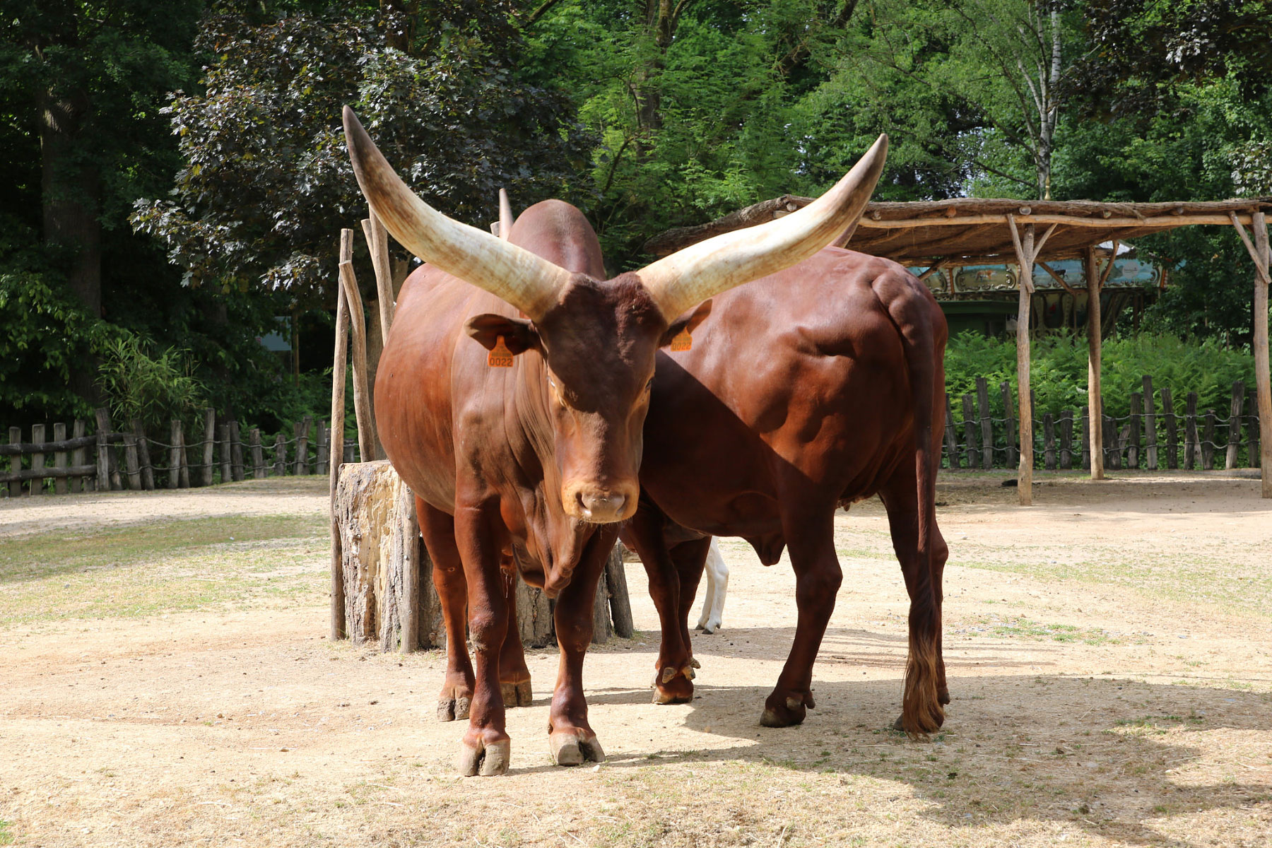 Dierenpark Planckendael, Mechelen